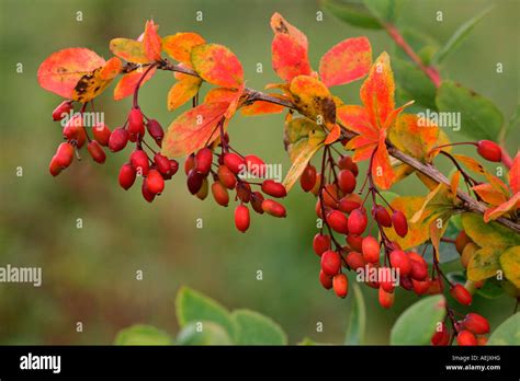 burberry fruits|Berberis vulgaris .